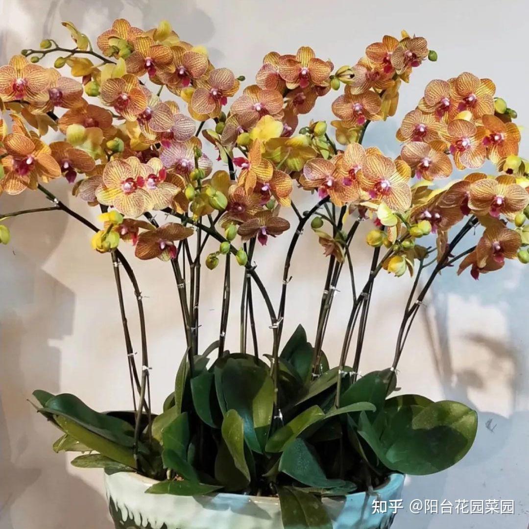 8种“贵族花”,实在太奢侈,动辄上千元,家里有矿才敢买(贵族服饰花纹)