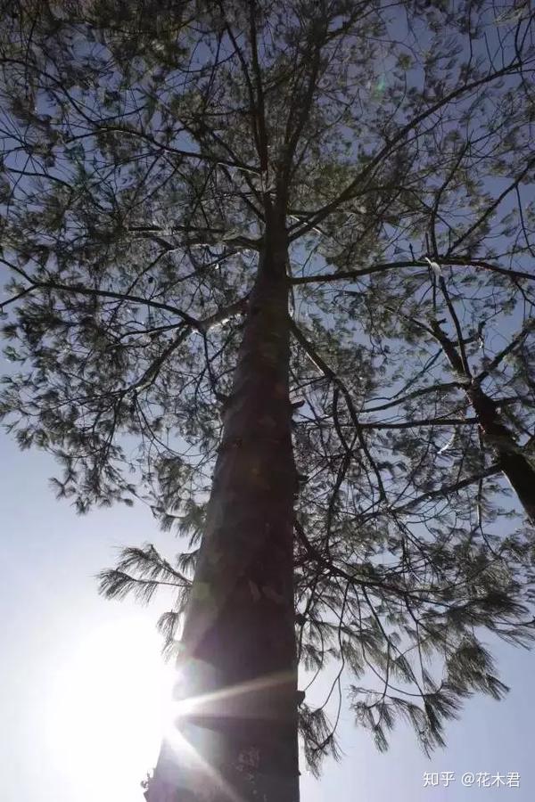 国家一级保护濒危珍稀植物巧家五针松