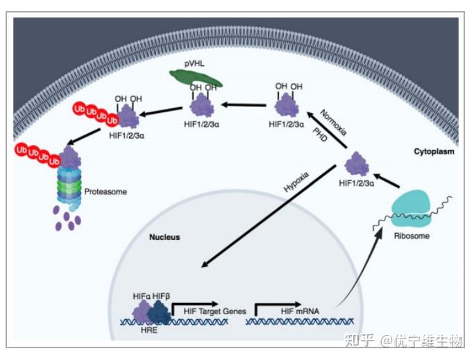 缺氧会激活相关信号通路,该通路主要受缺氧诱导因子(hif 稳定性控制