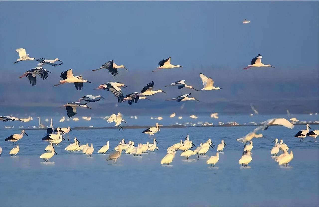冬季到岳阳来看鸟！第十一届洞庭湖国际观鸟节开幕-经济-长沙晚报网