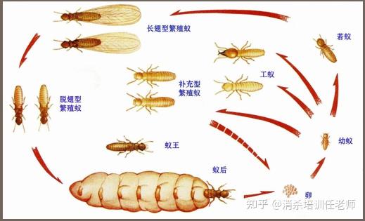 白蟻是一種社會性昆蟲,有蟻王,蟻后,兵蟻,工蟻,內部分工明確,各司其職