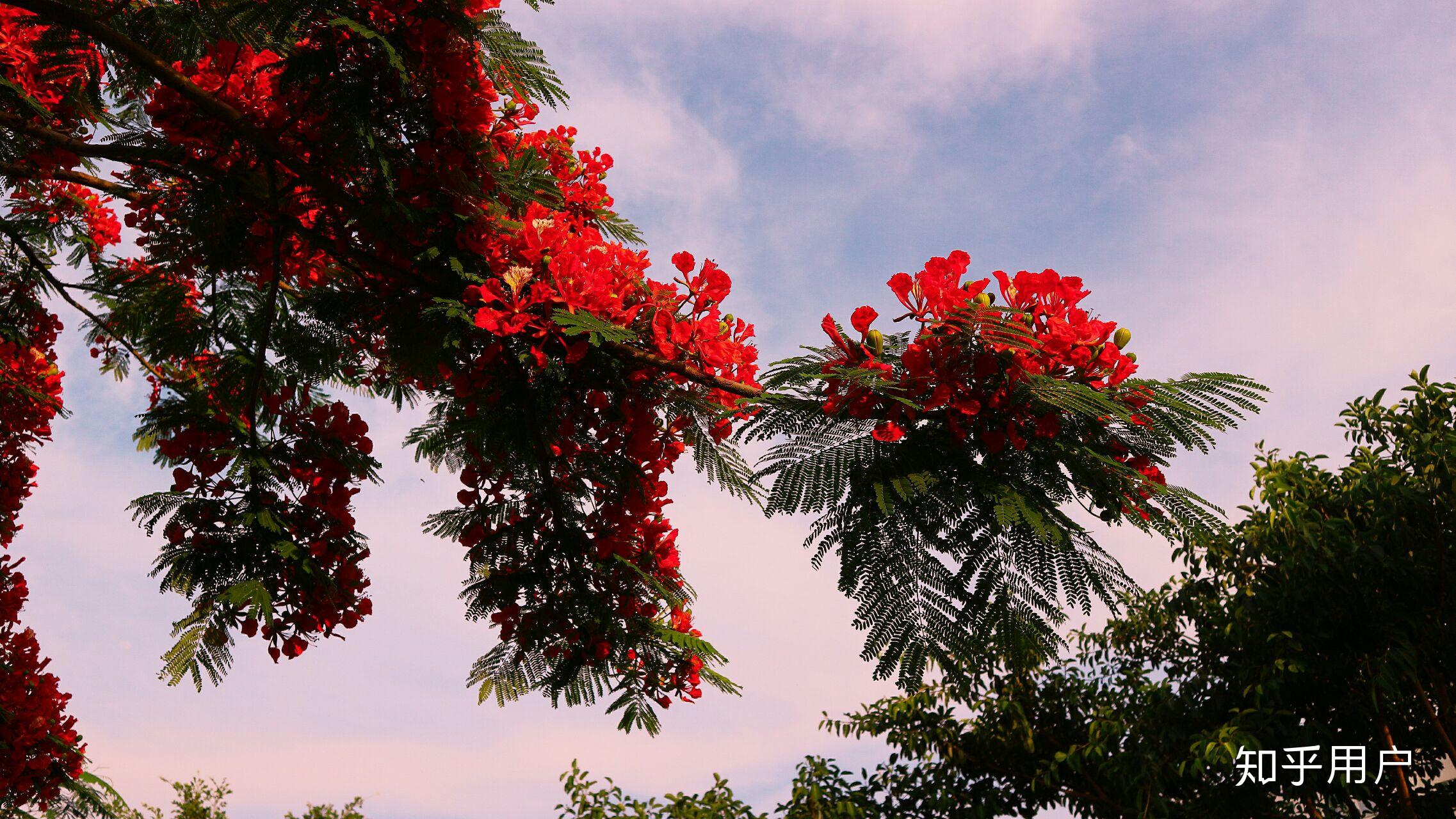 在石狮石光中学读书是一种怎样的体验?