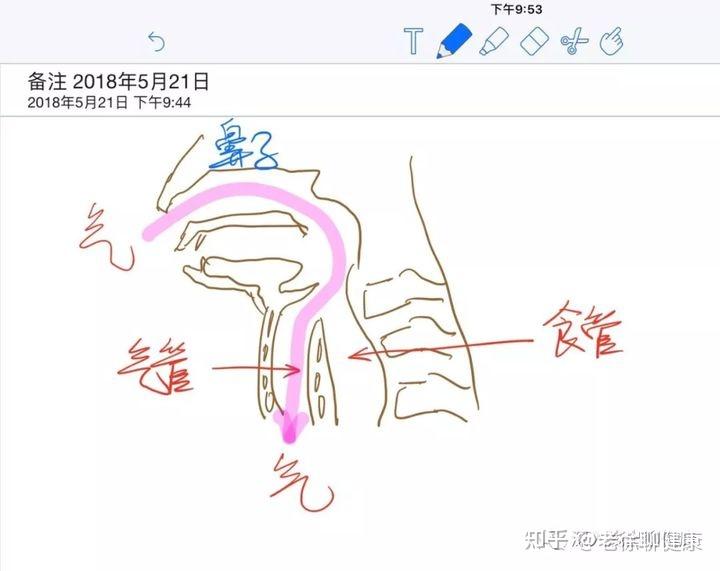 为什么孩子一边吃饭一边打闹容易呛---老徐聊健康系列之人体秘密篇5:会厌软骨 - 知乎