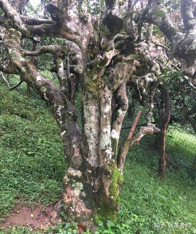 南糯山有哪些好茶详解南糯山古树茶口感特点和价格