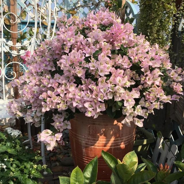 适合家里的绿植不喜阳光 v2-ec47264d8ed5f6986ab60b77dd88b12f_r.jpg