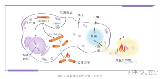 细胞江湖之细胞焦亡