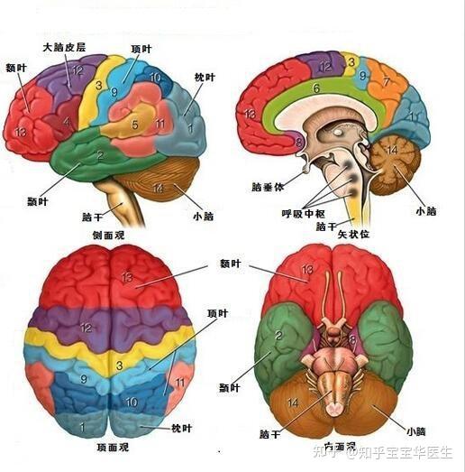 儿童大脑发育过程图图片