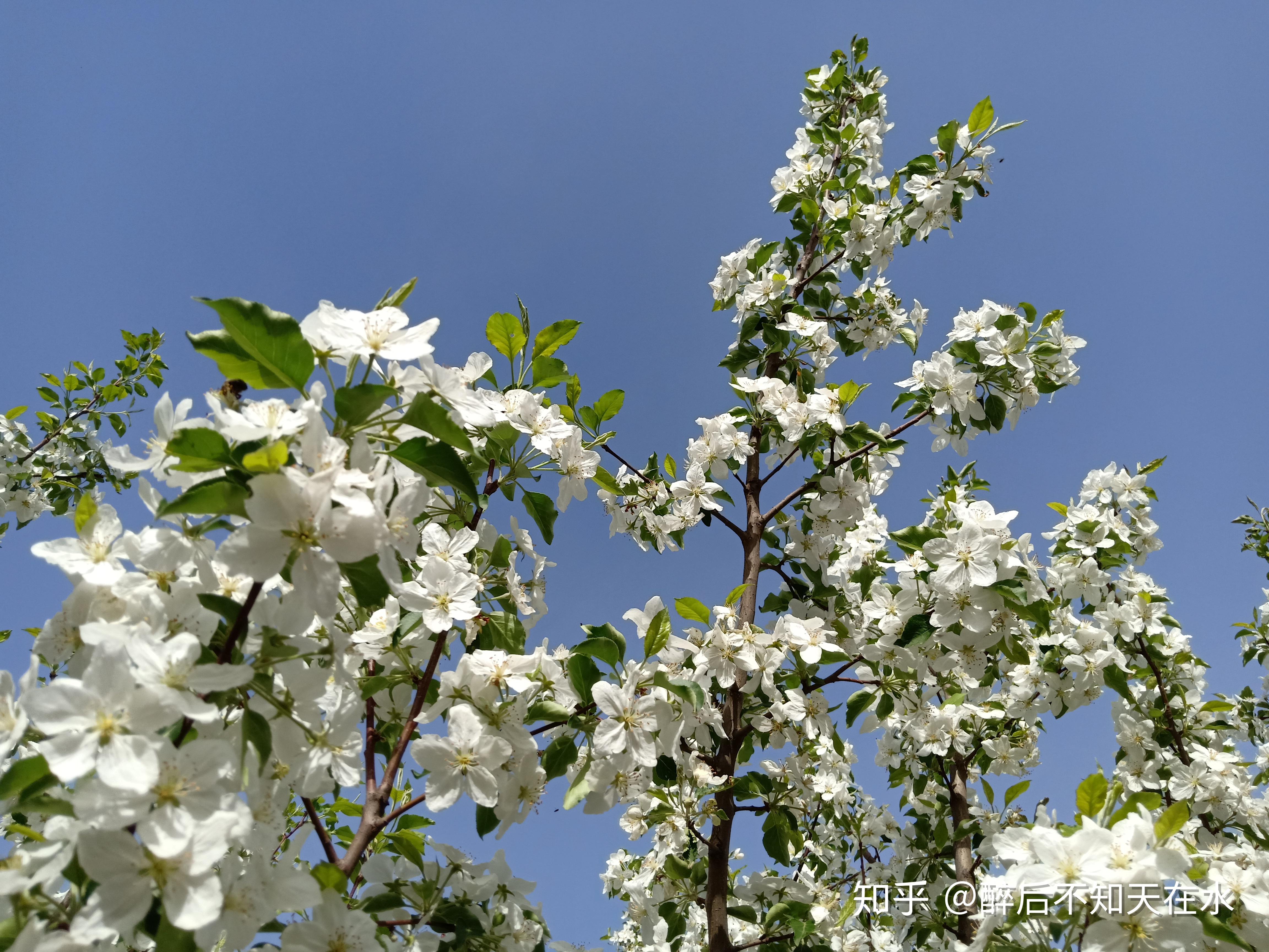 养在深闺人未识,来自秦晋蒙三省交界的中国珍稀果品——海红果