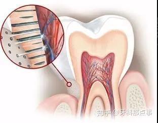 怎么样才能快速长牙齿 v2-ec577d12fd1c74eabf0b5dfde8391ce1_b.jpg