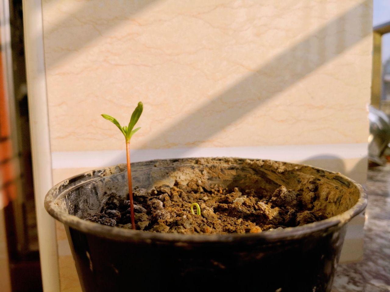 刚刚走到阳台发现我的波斯菊又一颗在发芽,心情舒爽,还有一颗藏在土里