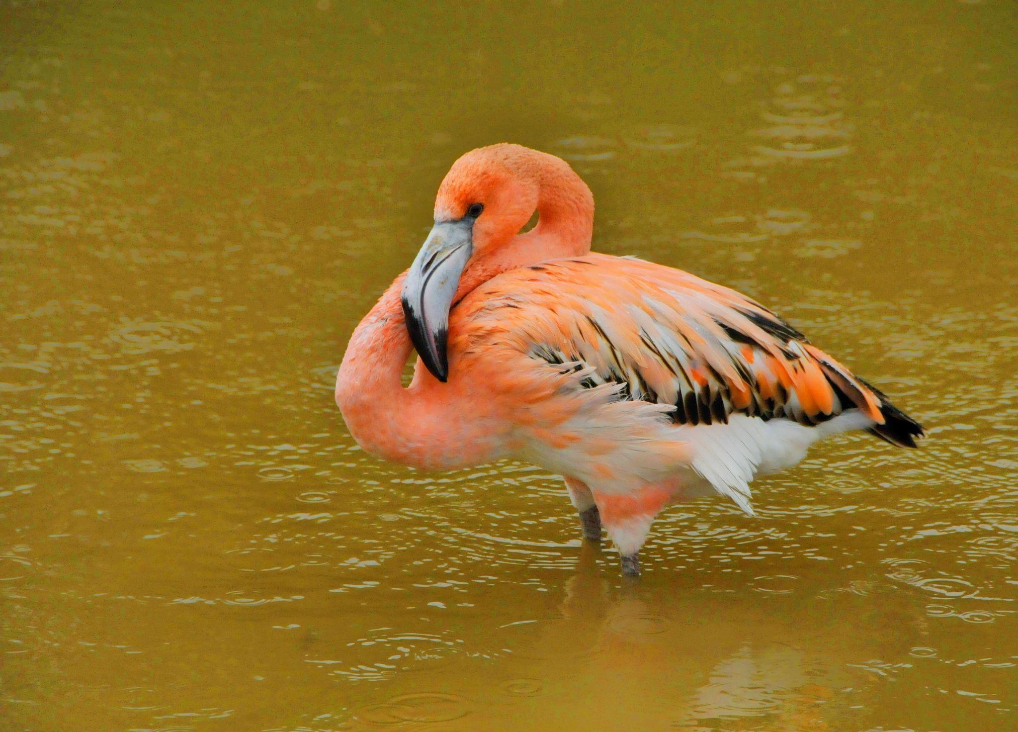 漂亮的美洲红鹳