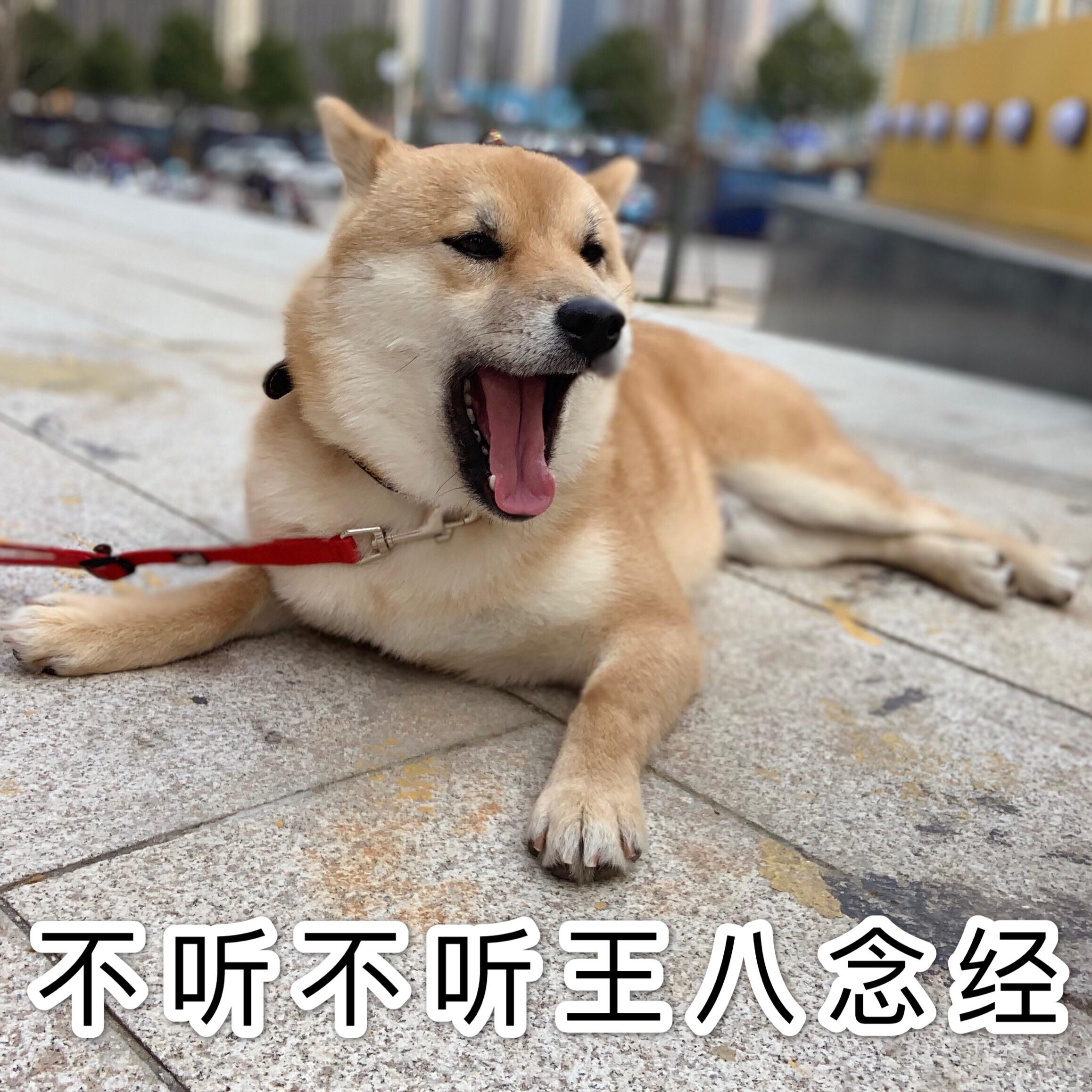 表情包