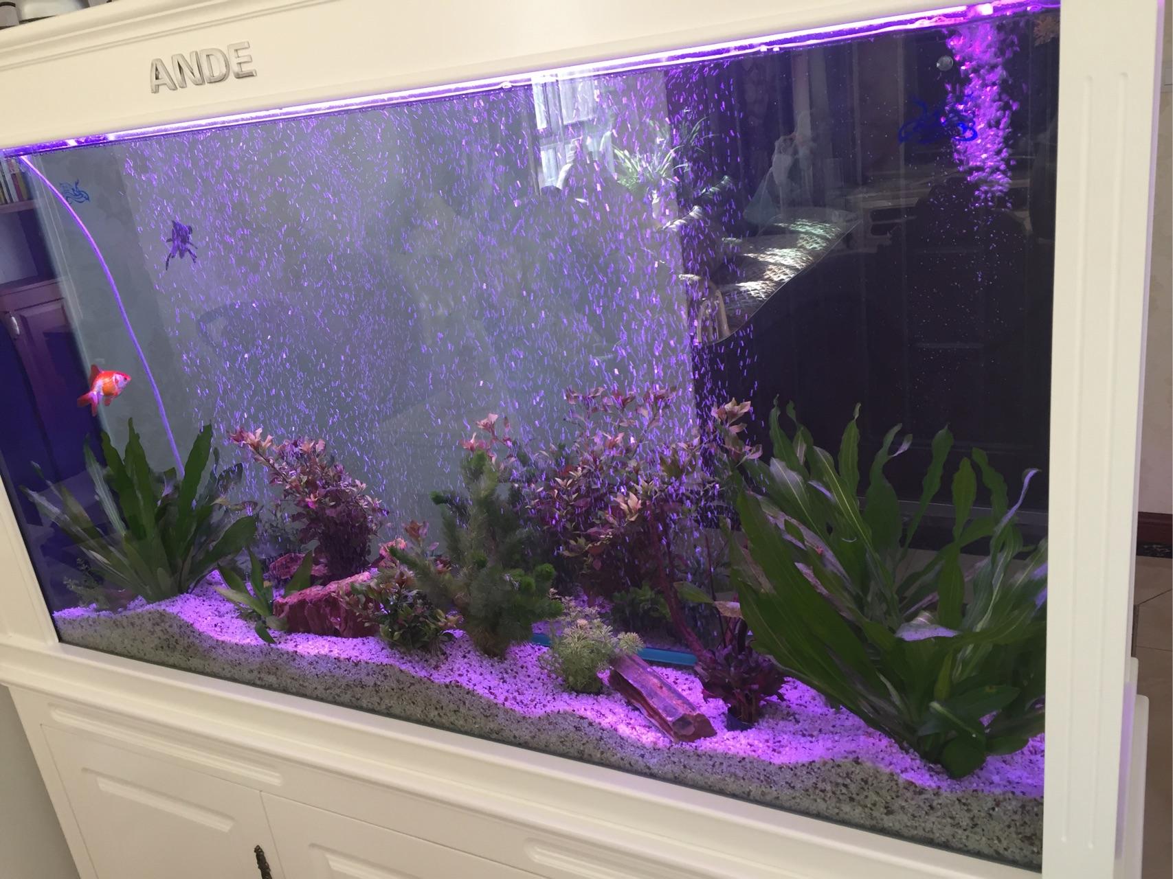 家里新装的水族箱这几天发现水草叶子上有暗红