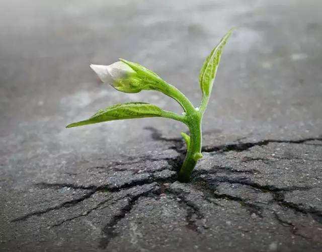 你可以不怕死 读后感 知乎