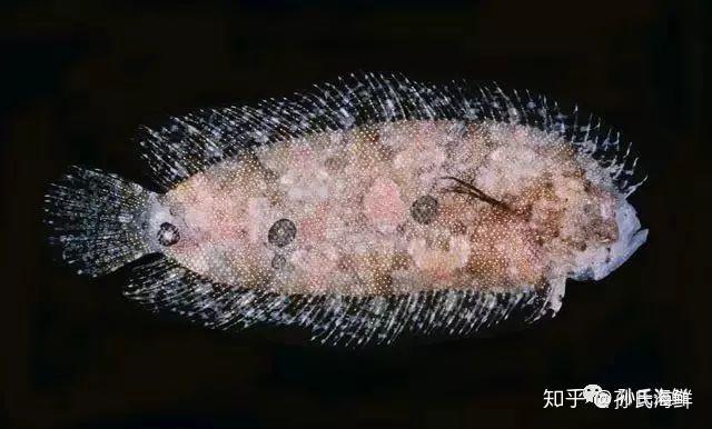 【孙氏海鲜】多宝鱼、鸦片鱼、真·龙利鱼...其实都是比目鱼!关于比目鱼的一切,这里都有 - 知乎