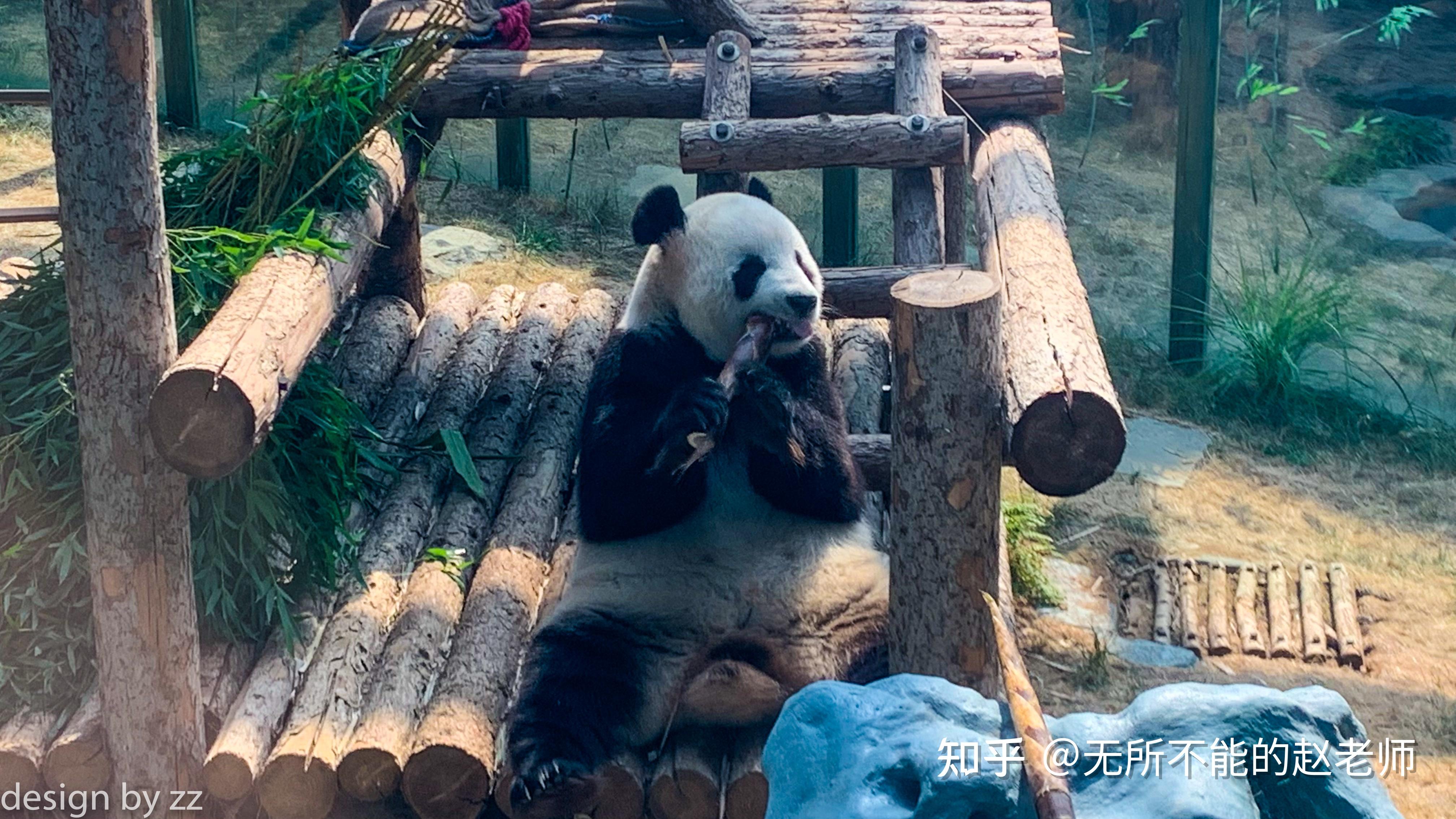 【携程攻略】大连大连森林动物园景点,所有的五星都是给大熊猫飞云的！