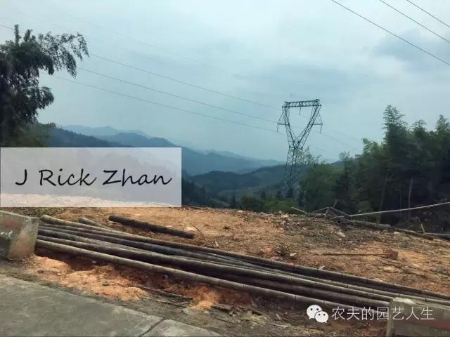 有谁系统介绍一下菠萝葡萄(布福娜或黑老虎)这