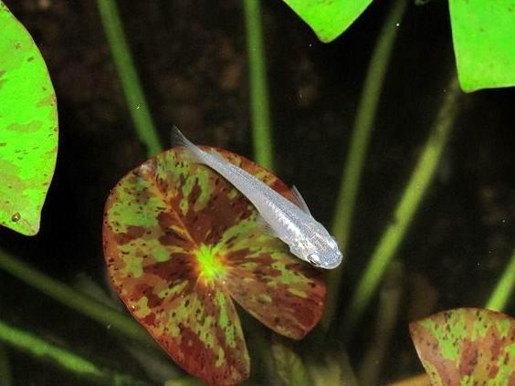 见过观背青鳉终于知道大家为什么对它又爱又恨了