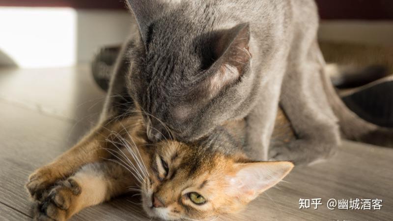 为了交配,雄性动物有多拼?猫生殖器带刺,鸭子进化出螺旋形丁丁 - 知乎