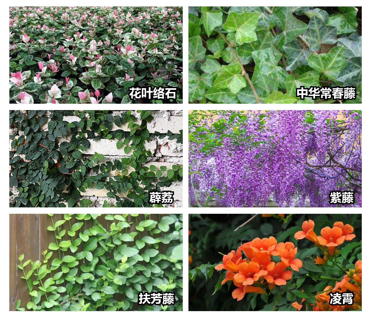 长三角地区常用园林植物图鉴
