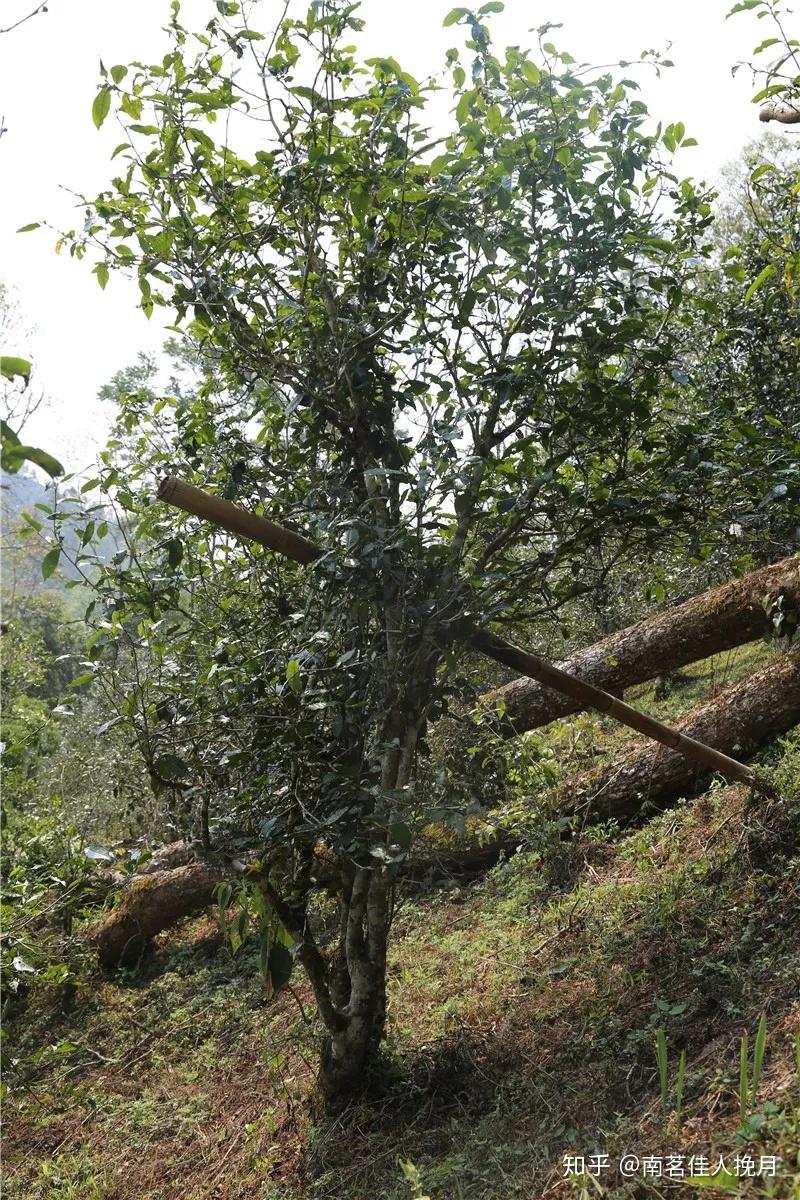 倚邦古六大茶山中價格最高名氣最大的茶山你喝過嗎