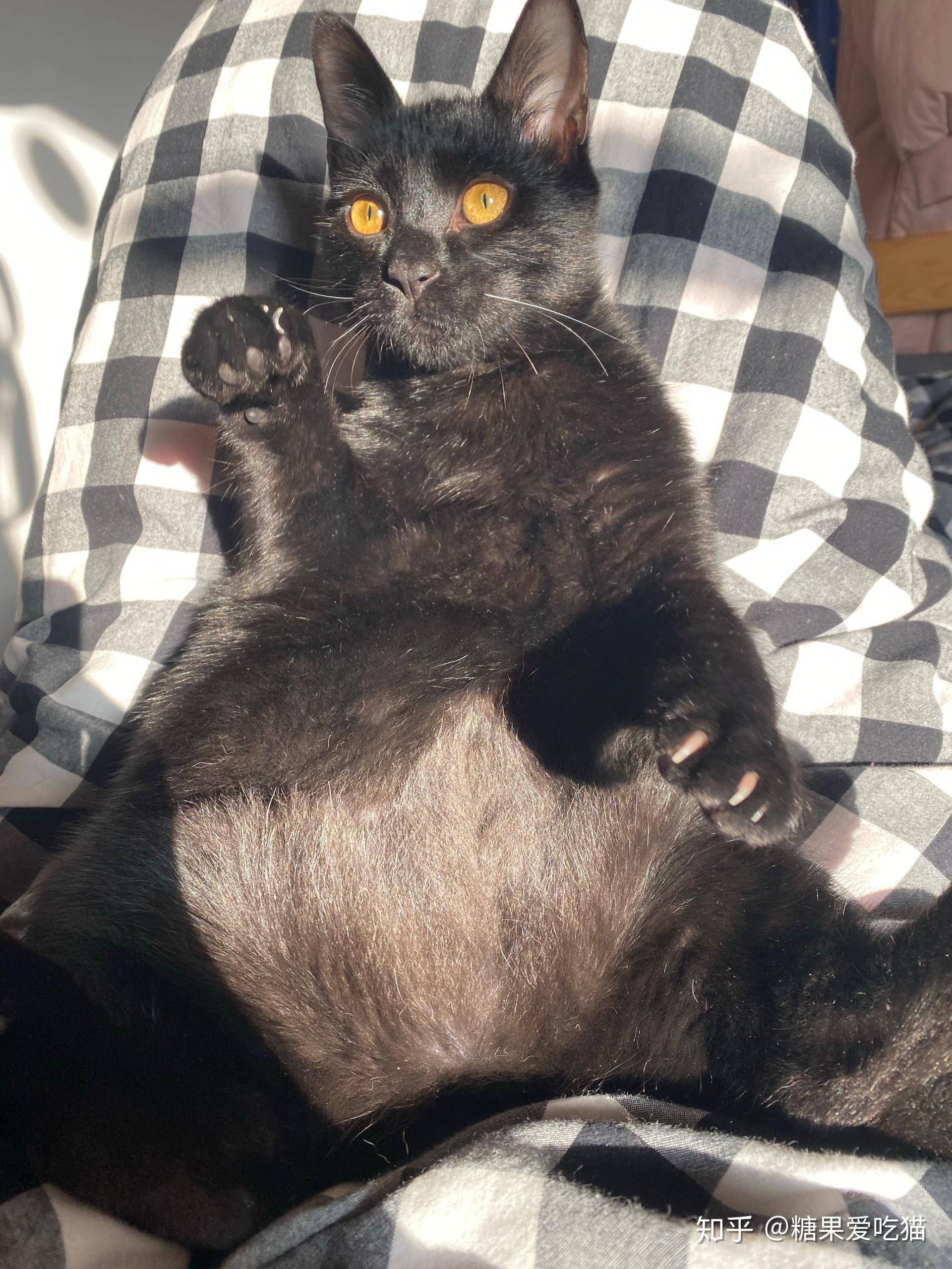 什么是玄猫什么样的人适合养玄猫有什么禁忌吗