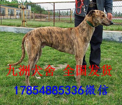 格惠犬价格两三个月格惠犬多少钱一只…          赞同 添加评论