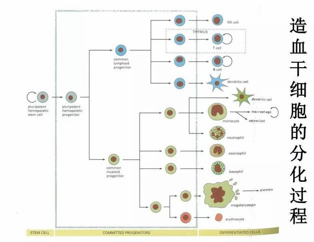 T细胞基础生物学:从起源到功能 - 知乎