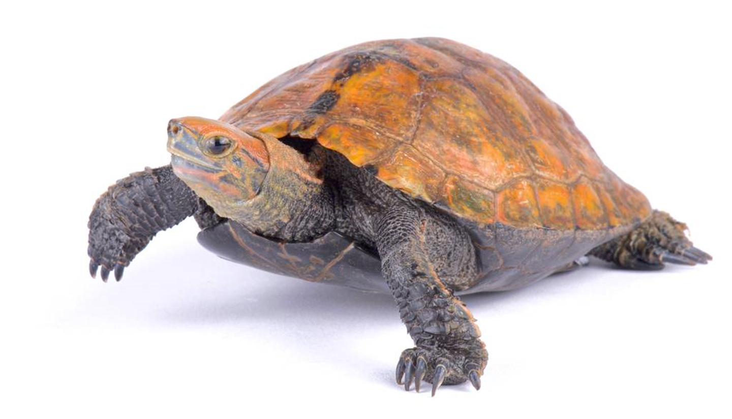 我养过最好养的龟之一日本石龟其实是水龟还是特别能游泳的观赏龟