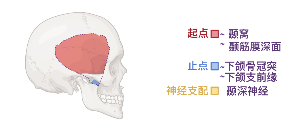 人体解剖学基础:颞下颌关节及咀嚼肌 - 知乎