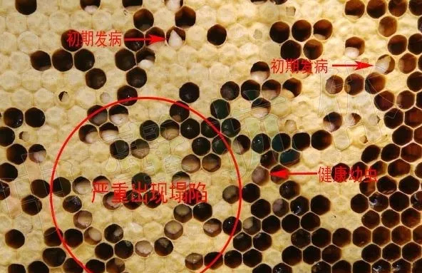 中蜂囊状幼虫病的简介和治疗方法