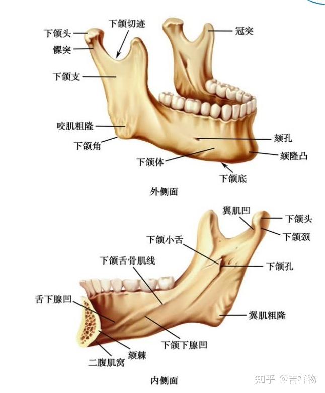 系统解剖学笔记1-颅骨 - 知乎