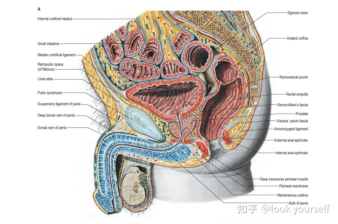 尿道海绵体解剖图片