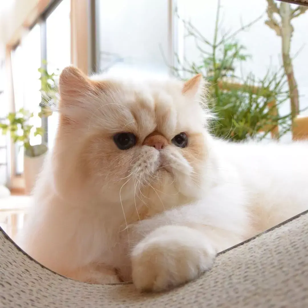 ins这只满脸写着不开心的小胖猫却让网友大呼可爱