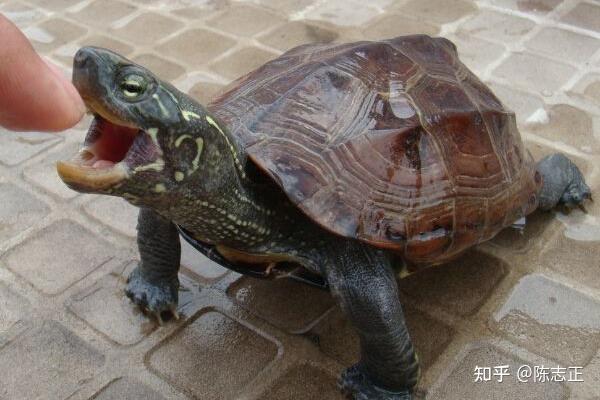 龟科--草龟篇 - 知乎