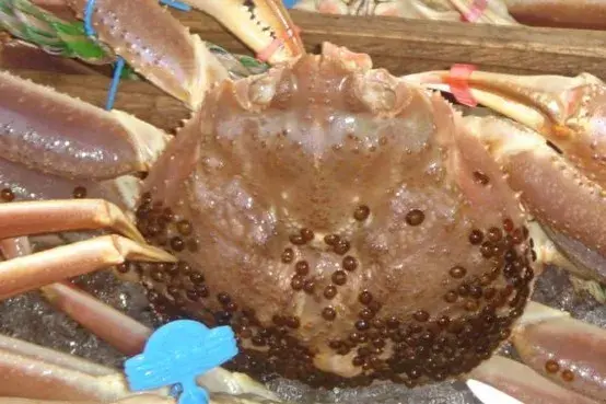 bdella muricata就是一种喜欢寄生在软骨鱼体表吸血的鱼蛭科海蚂蟥