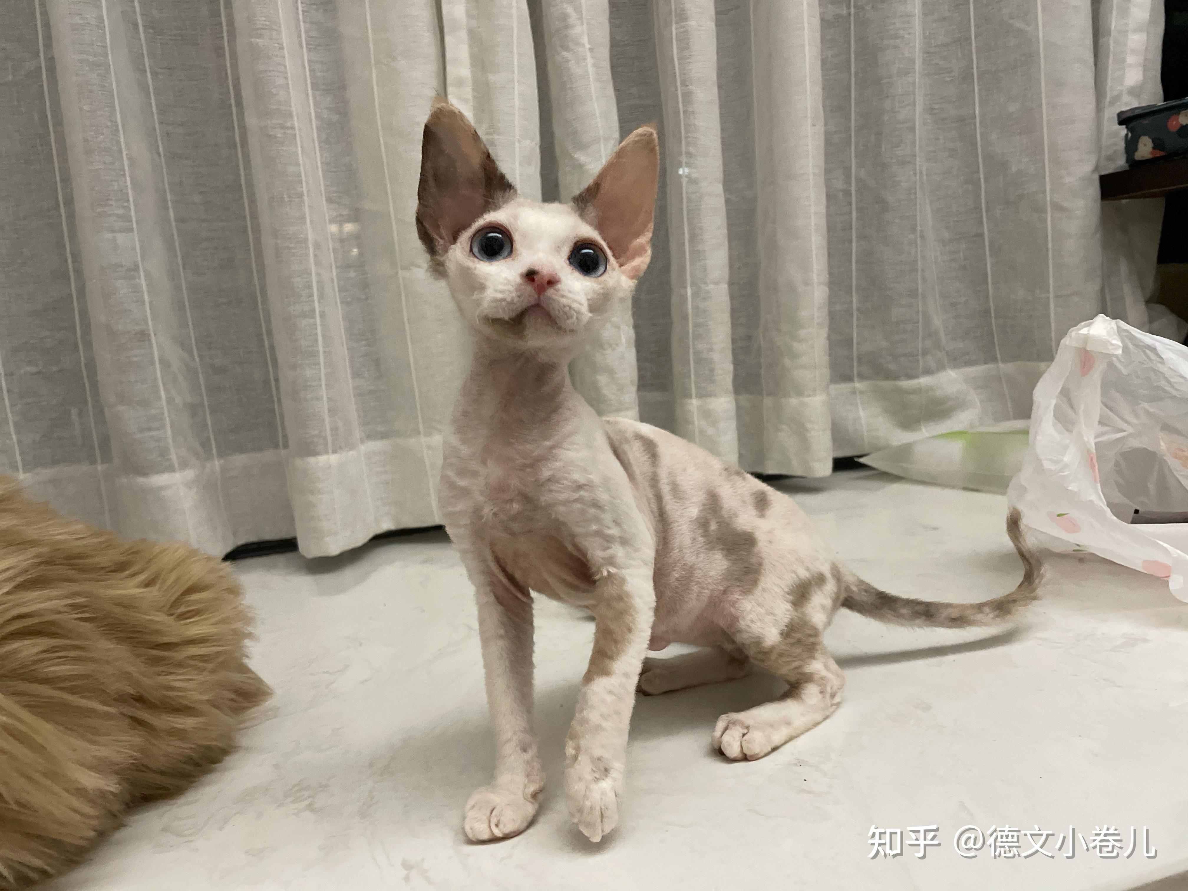 德文猫多少钱