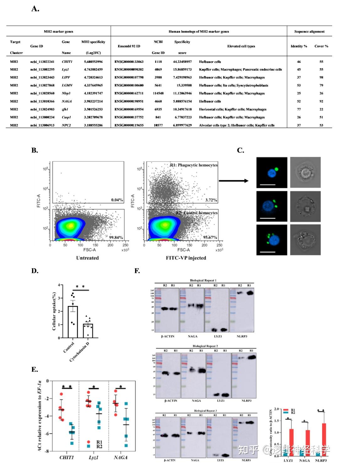 eLife︱汕头大学王帆团队揭示了巨噬细胞在无脊椎动物中的进化 - 知乎