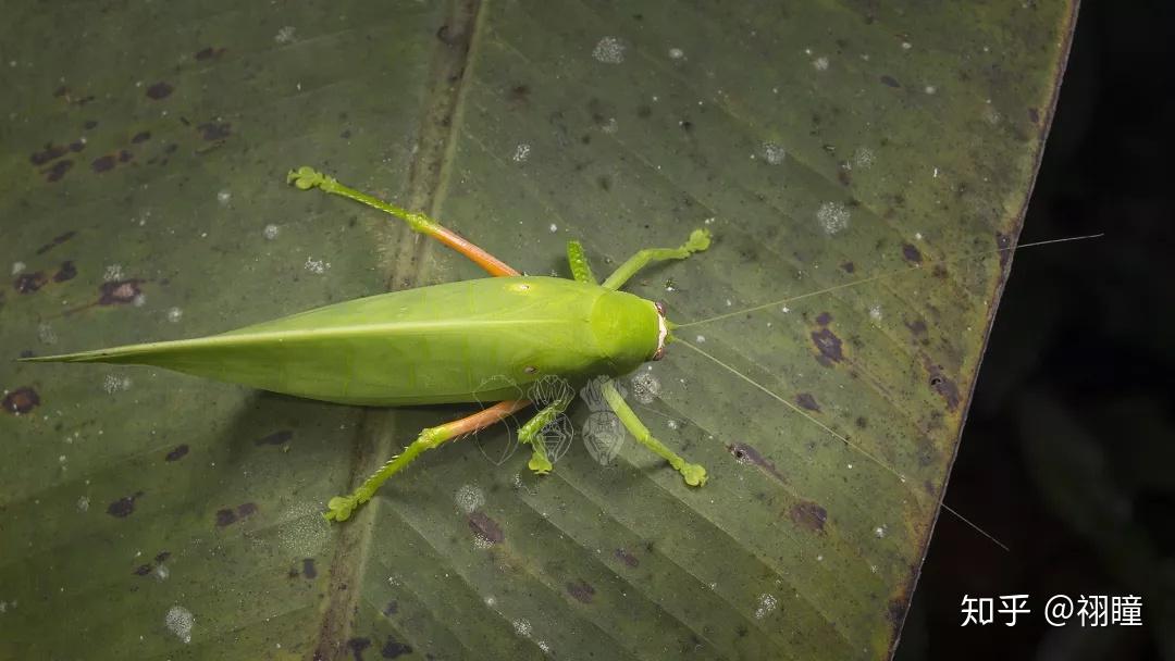 冠脉棱螽如果你找不到,千万不要怀疑自己的眼睛,因为图中没有虫子如果