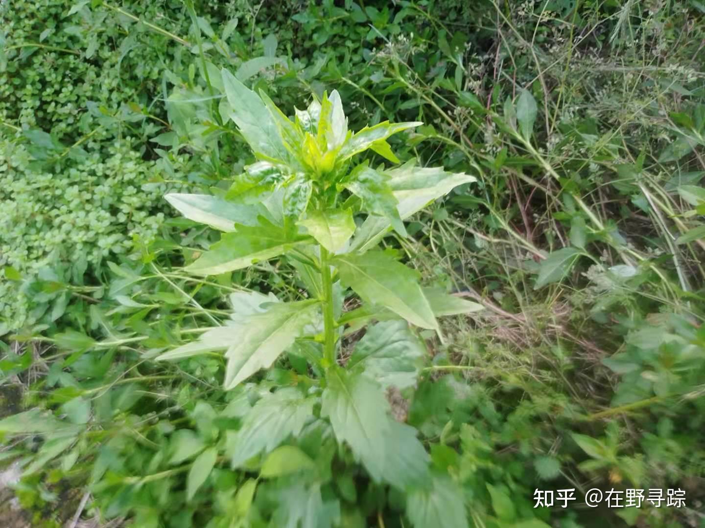 白马兰草药图片图片