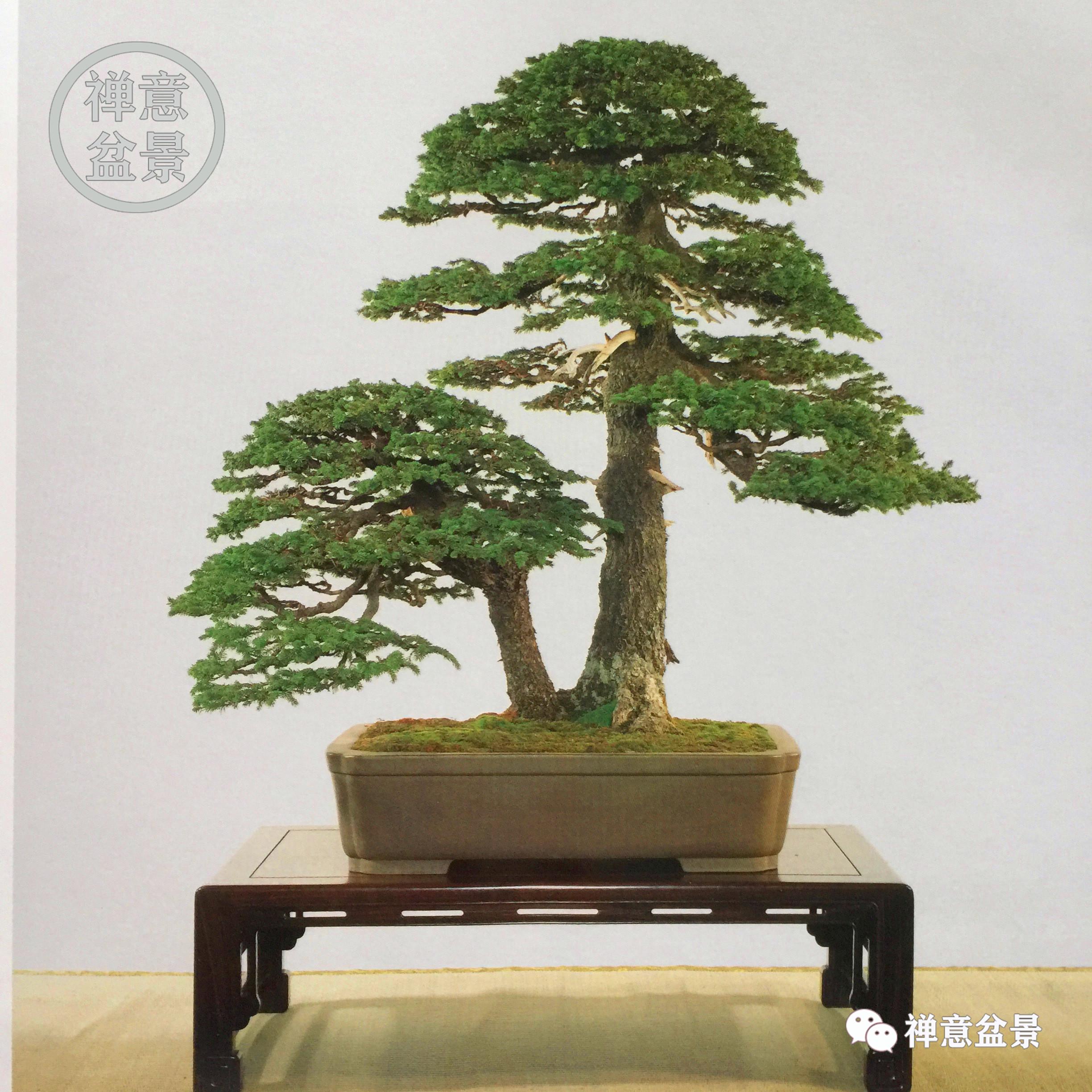 精品盆景图片大全欣赏