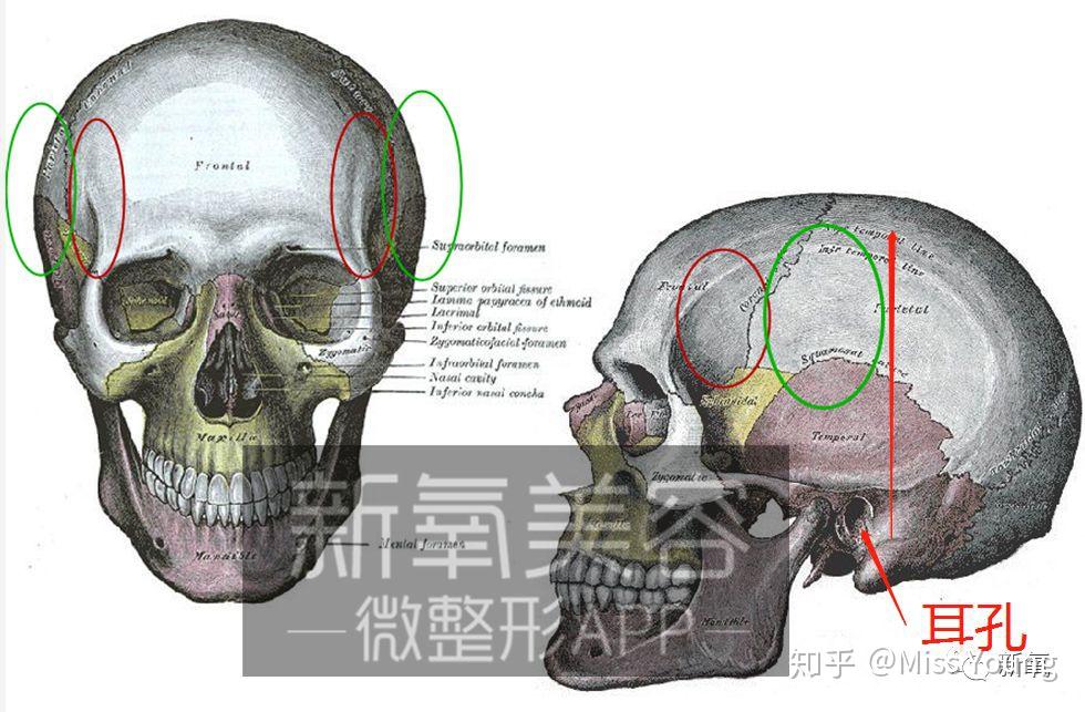 全世界90%的女生这块骨都没长好... - 知乎