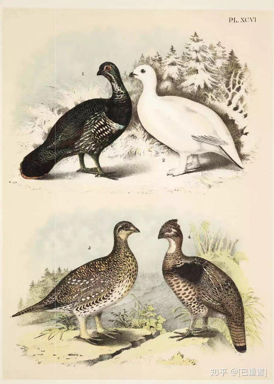 北美鸟类彩色版画集这是我看过最全的鸟类图谱了