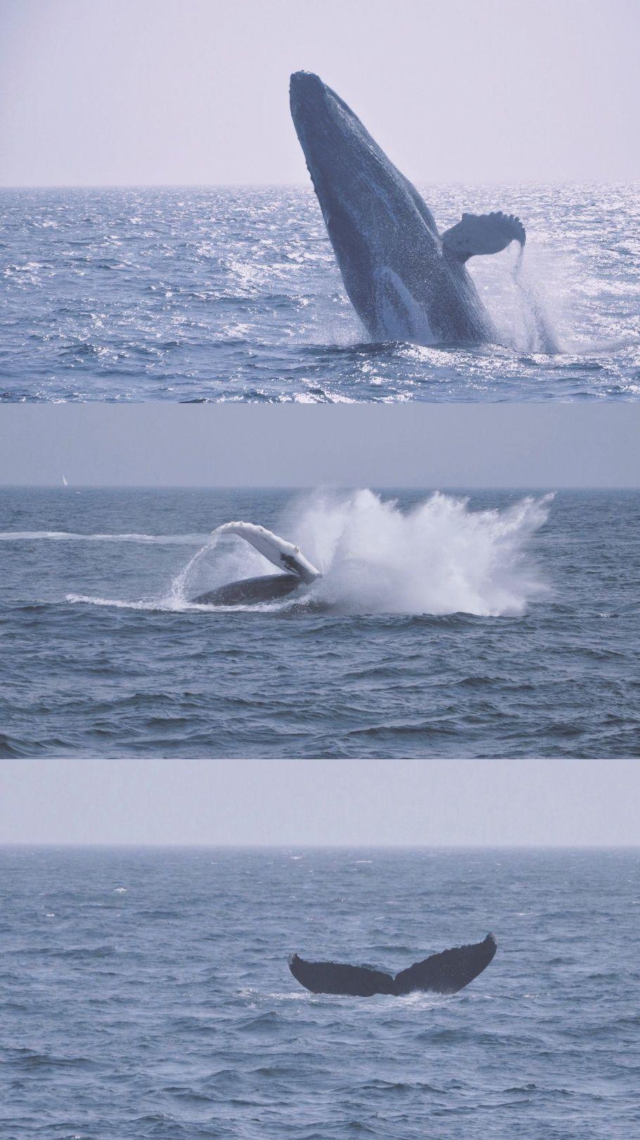 有没有关于鲸鱼的壁纸呢很喜欢一直找不到好看的
