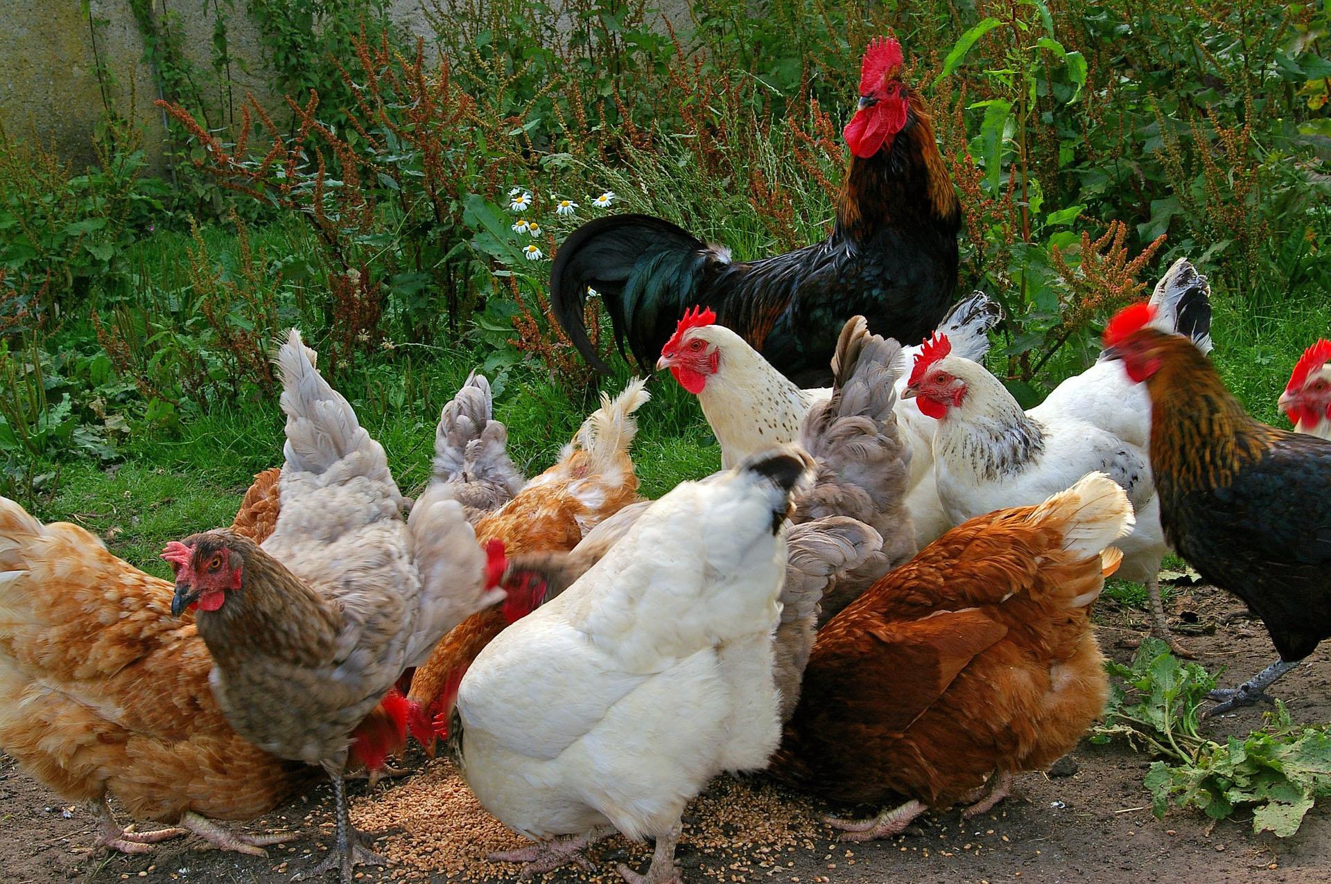 Kuroiler Feeding Schedule Pdf