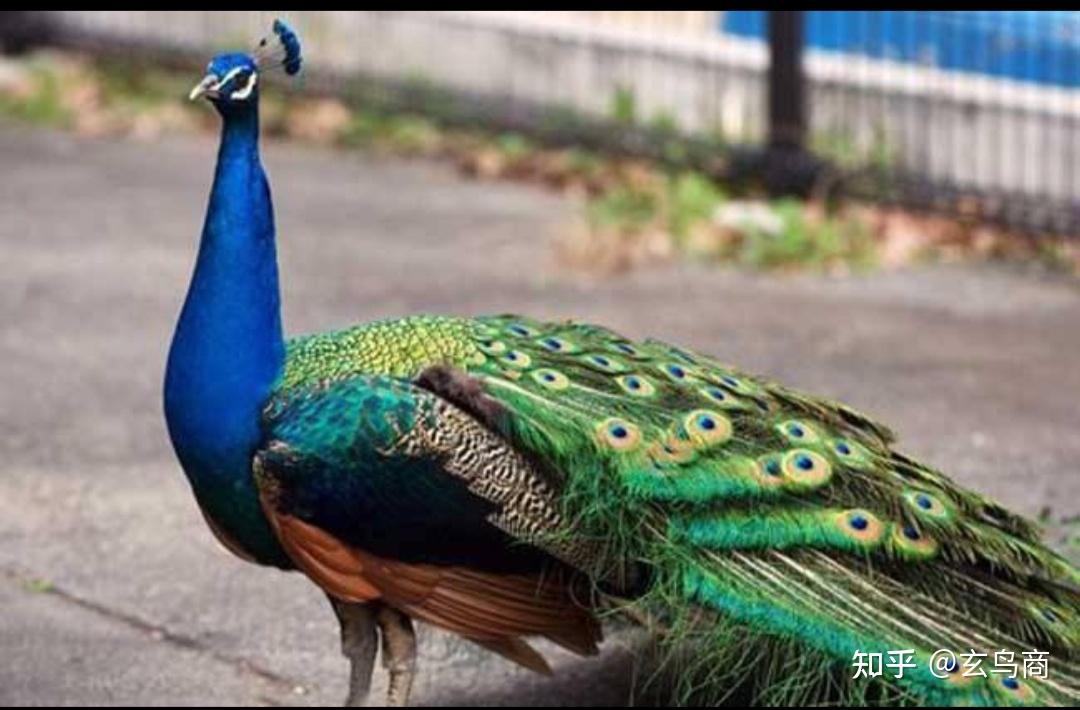 山海经大荒西经图文版分段(十六)沃民沃野 - 知乎