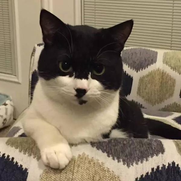 从 隐形猫 到蝙蝠侠 三脚猫和主人的有爱故事 知乎