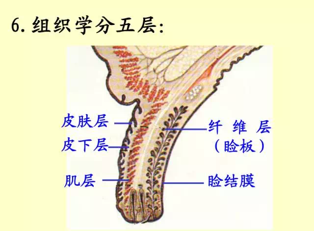 下眼睑结构图片