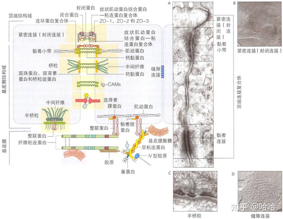 细胞的基本结构和功能 - 知乎