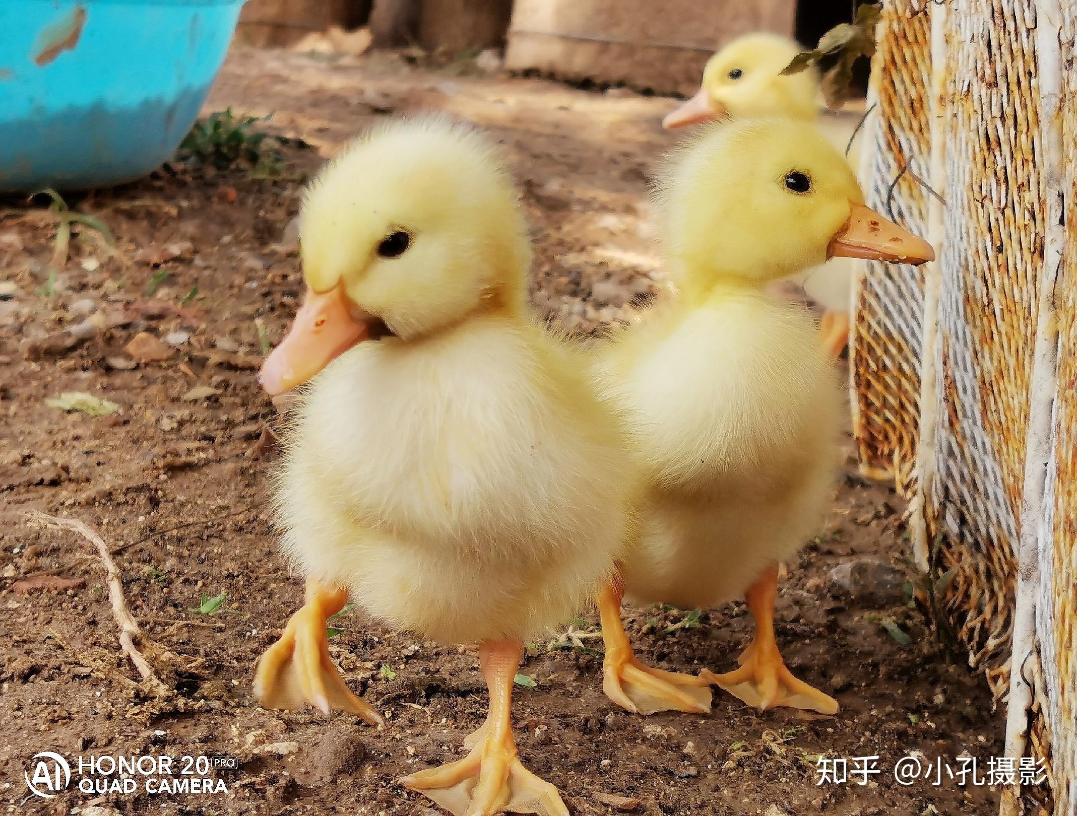 卖番茄的小萌鸭 v2-ed1f54135f0ea0ea5a6237b0b94ef675_r.jpg